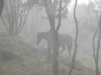 fugio Pirao-20101010 011